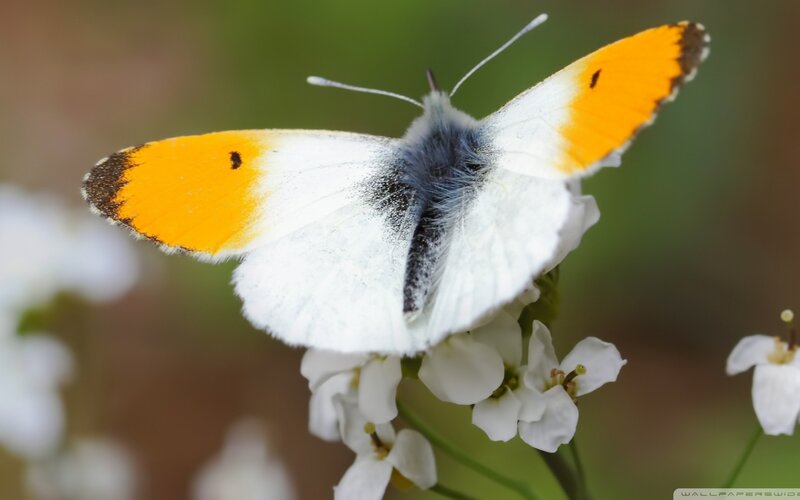 Orange and White Butterfly — Calm, Spring, Photograph