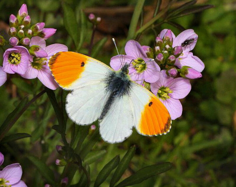 Orange and White Butterfly — Calm, Spring