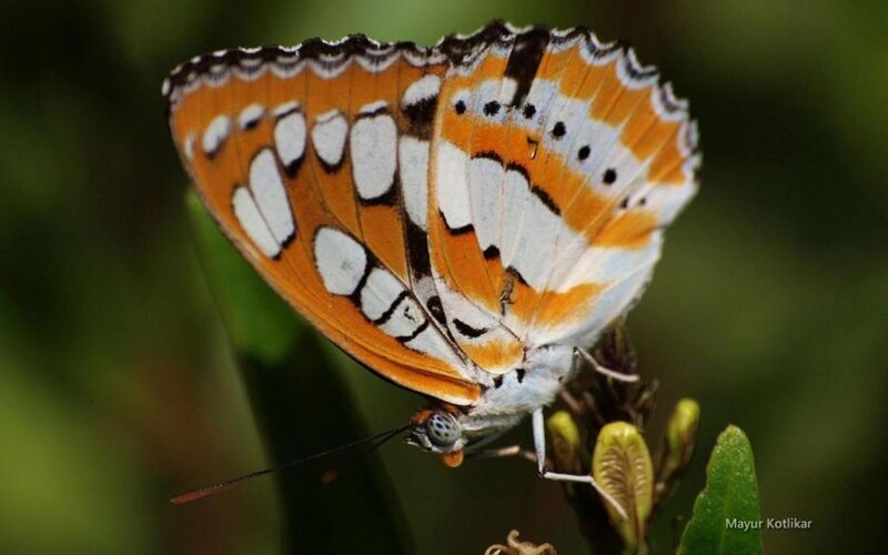 Orange and White Butterfly — Calm
