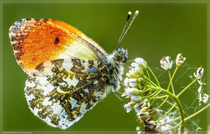 Orange and White Butterfly