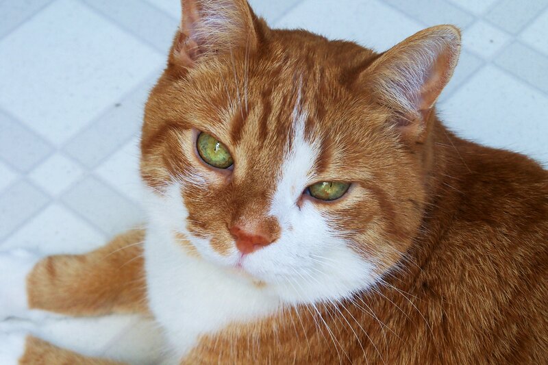 orange and white cat