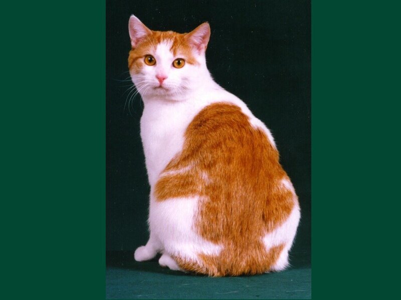 orange and white cat