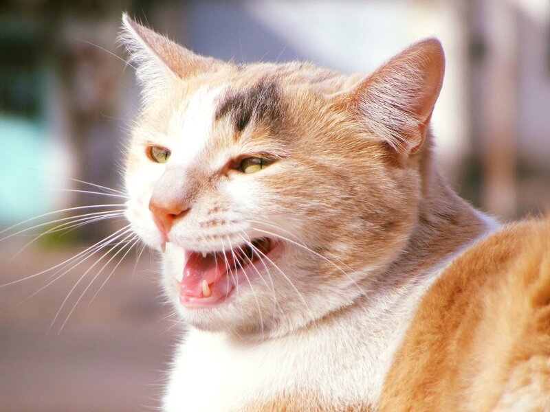 Orange and White Cat — Alert, Afternoon, Photograph, Whiskers