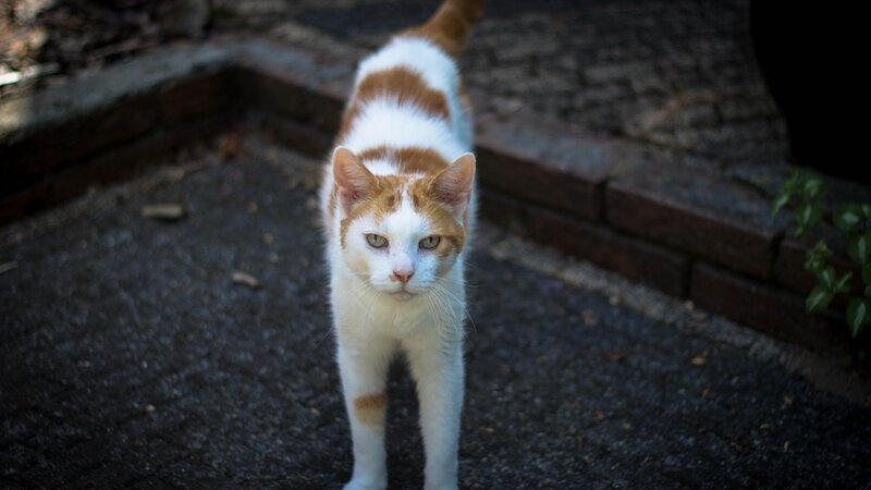 Orange and White Cat — Alert, Photograph