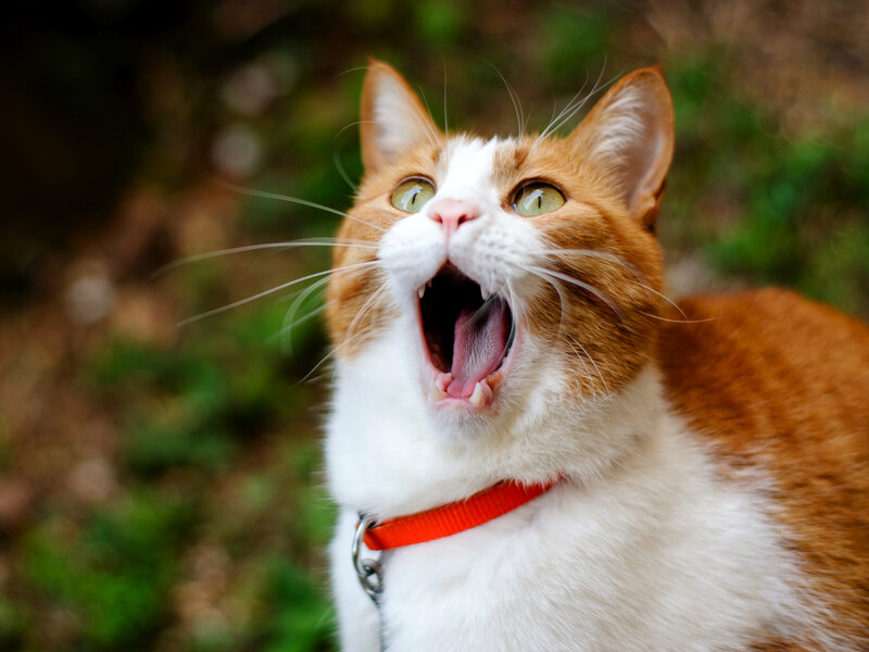 Orange and White Cat — Alert