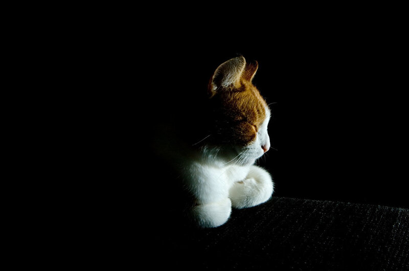 Orange and White Cat — Black