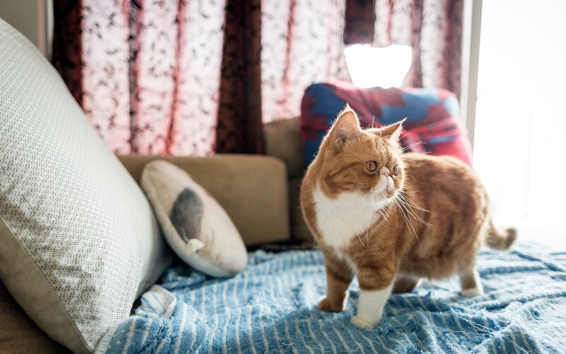 Orange and White Cat — Blue, Calm, Morning