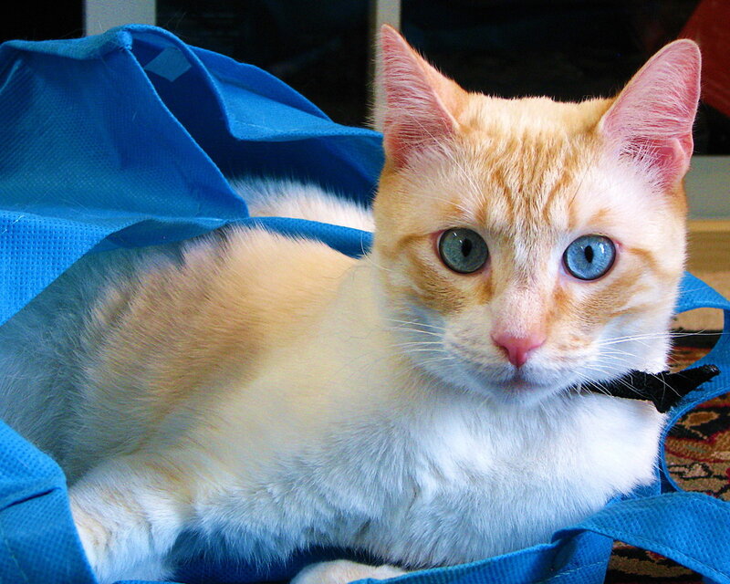 Orange and White Cat — Blue, Calm, Photograph, Blue Bag, Carpet