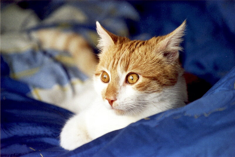 Orange and White Cat — Blue, Calm, Photograph