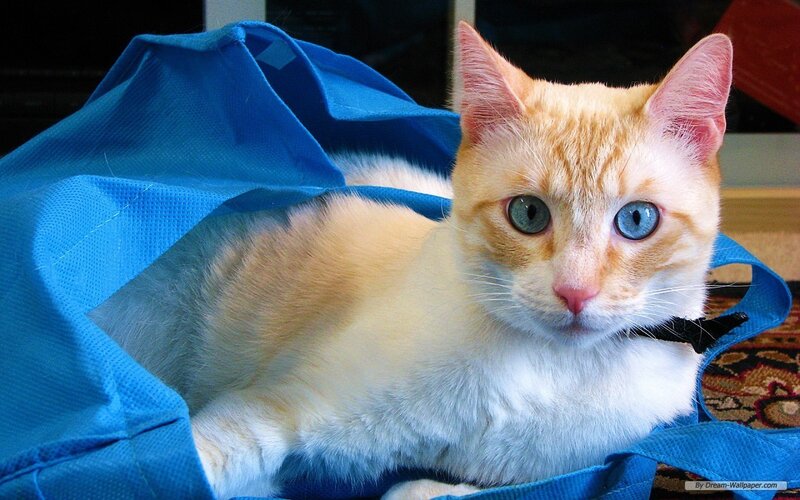 Orange and White Cat — Blue, Calm