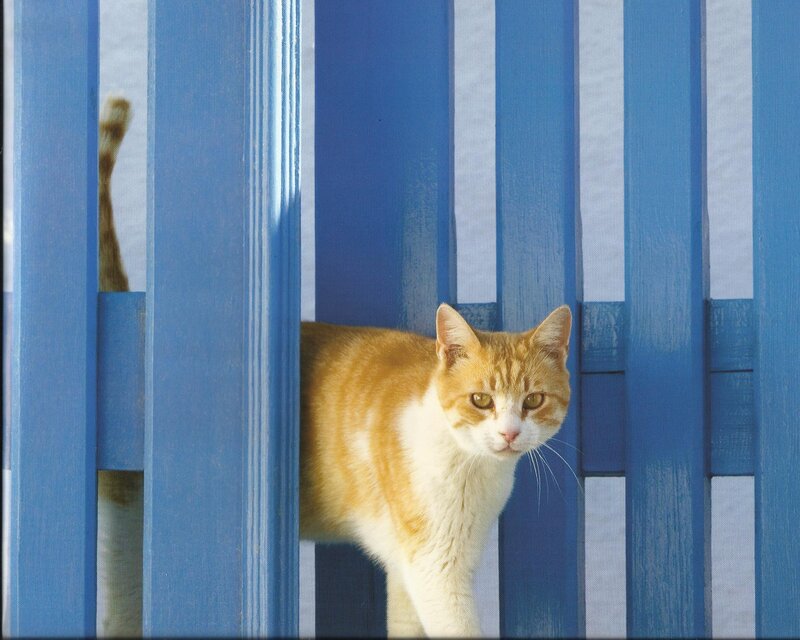 Orange and White Cat — Blue, Curious