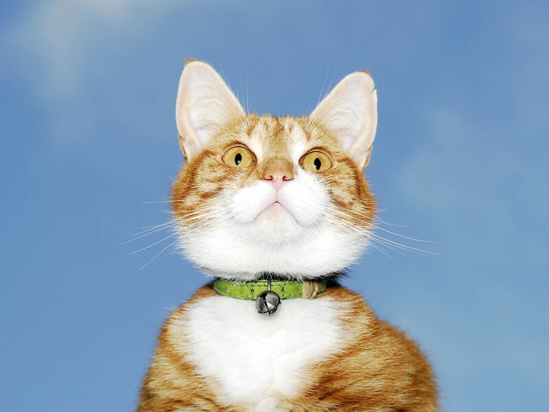 Orange and White Cat — Blue, Neutral