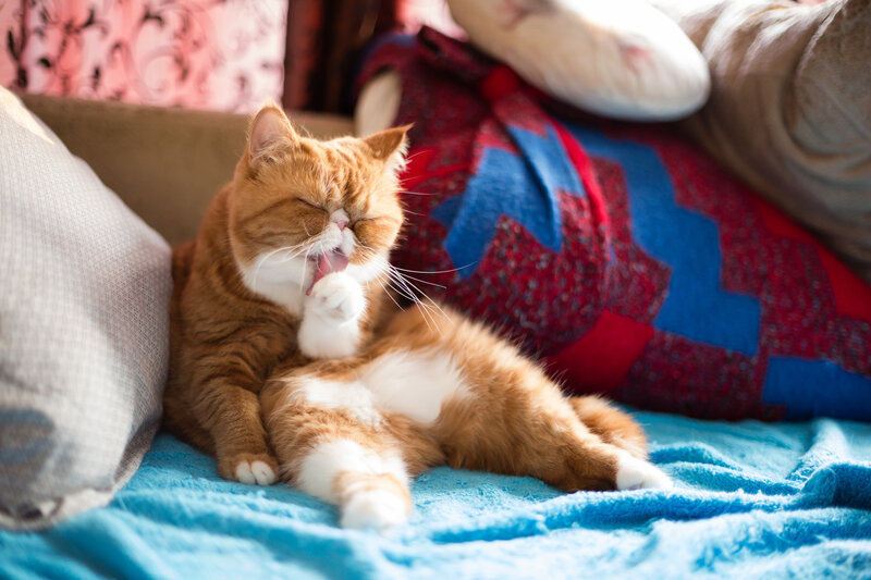 Orange and White Cat — Blue, Relaxed, Afternoon