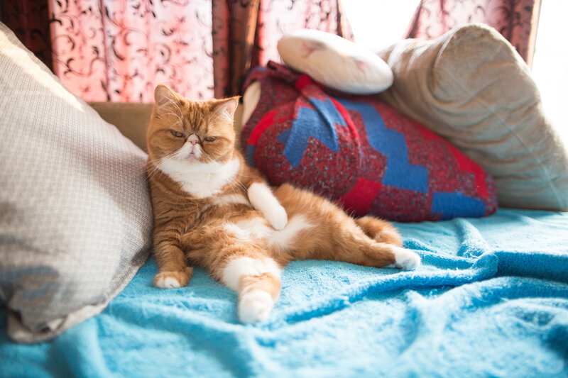 Orange and White Cat — Blue, Relaxed, Morning