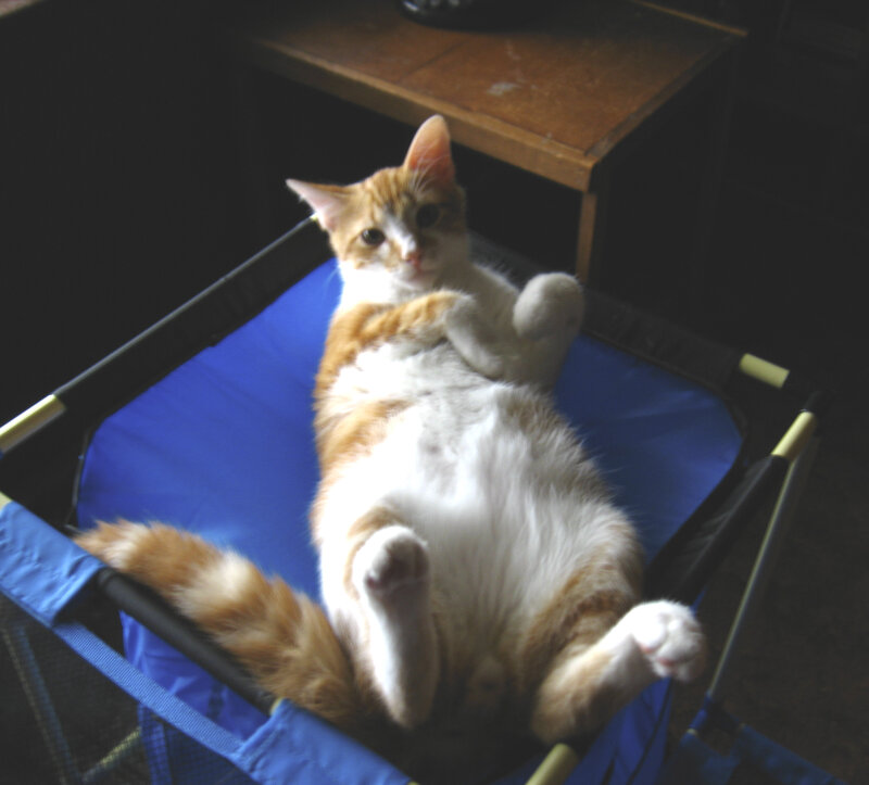Orange and White Cat — Blue, Relaxed