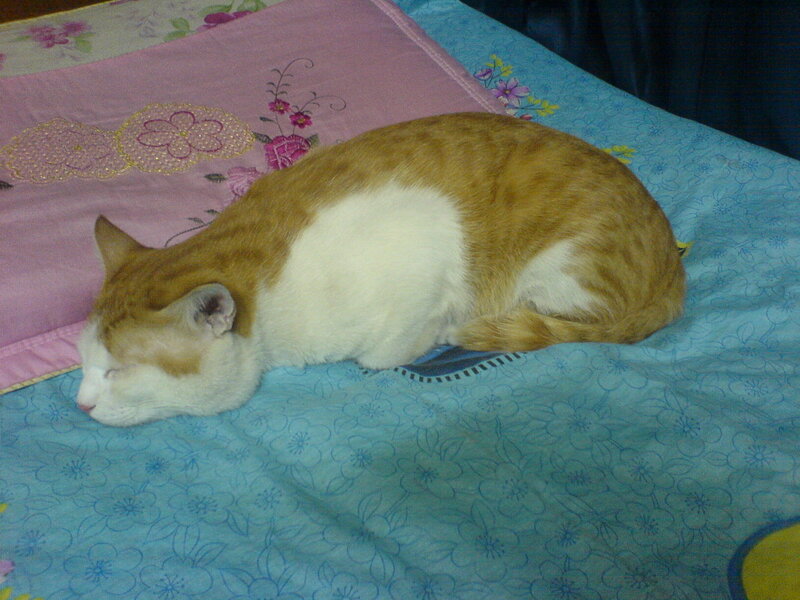 Orange and White Cat — Blue