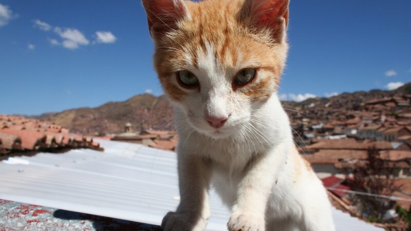 Orange and White Cat — Bright