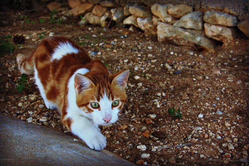 Orange and White Cat — Brown, Alert, Afternoon