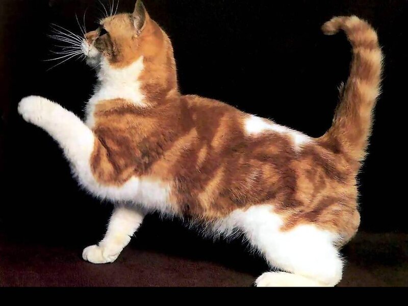 Orange and White Cat — Brown, Alert