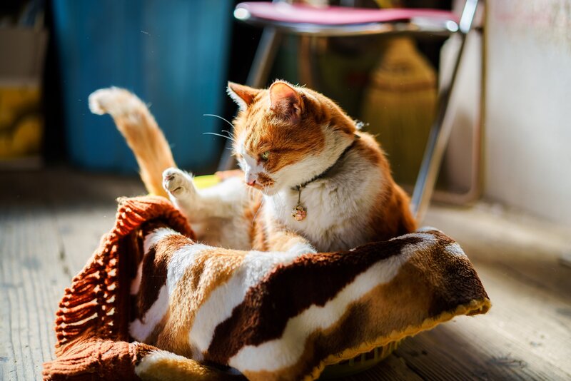 Orange and White Cat — Brown, Calm, Afternoon, Photograph, Blanket