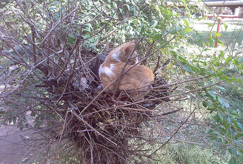 Orange and White Cat — Brown, Calm, Afternoon, Photograph, Bush