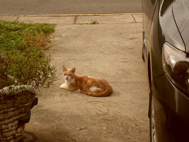 Orange and White Cat — Brown, Calm, Afternoon, Photograph, Car