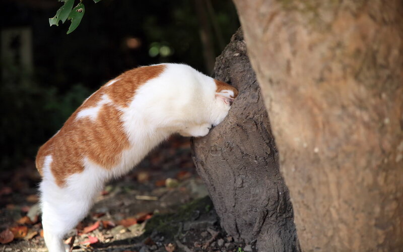 Orange and White Cat — Brown, Calm, Afternoon, Photograph, Tree, Leaves