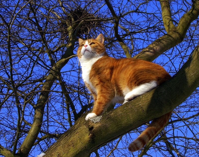 Orange and White Cat — Brown, Calm, Afternoon, Photograph, Tree