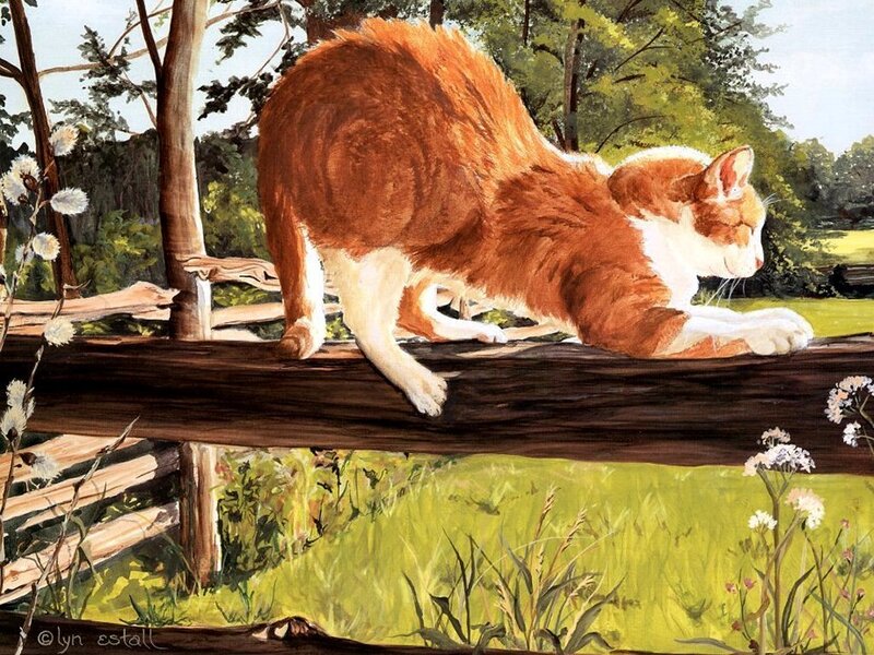 Orange and White Cat — Brown, Calm, Afternoon