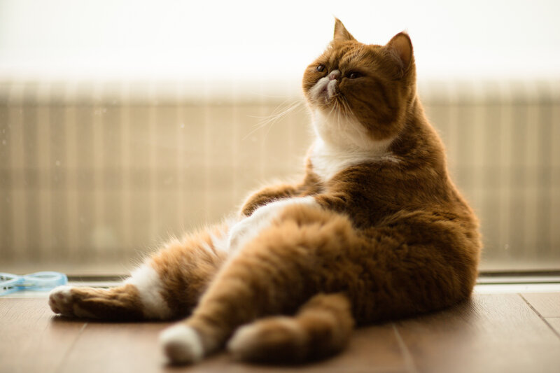 Orange and White Cat — Brown, Calm, Morning