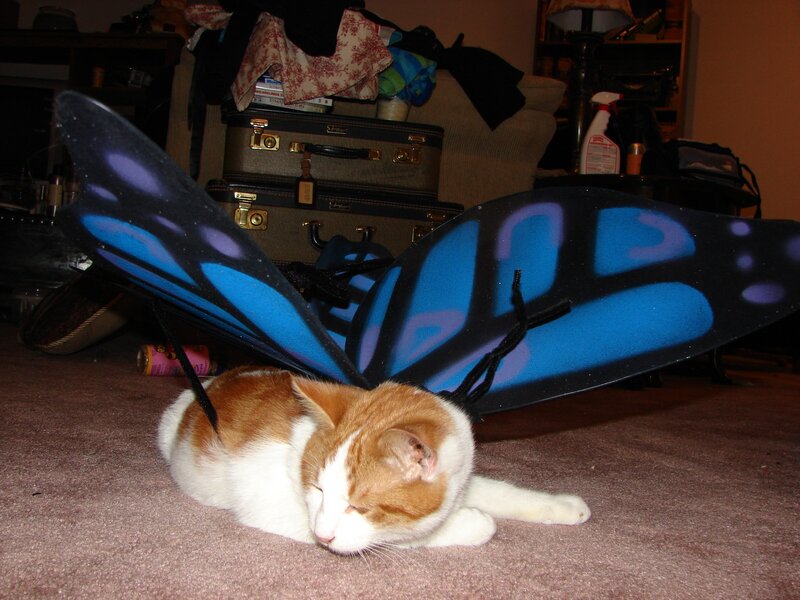 Orange and White Cat — Brown, Calm, Night, Photograph