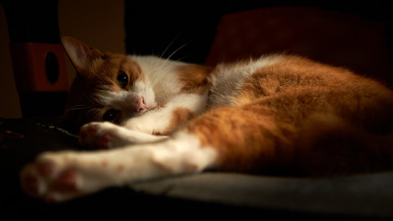 Orange and White Cat — Brown, Calm, Night