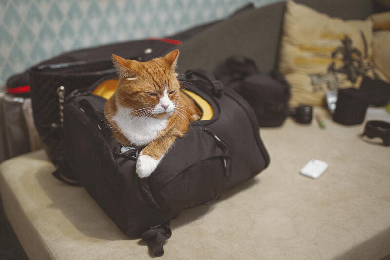 Orange and White Cat — Brown, Calm, Photograph, Bag