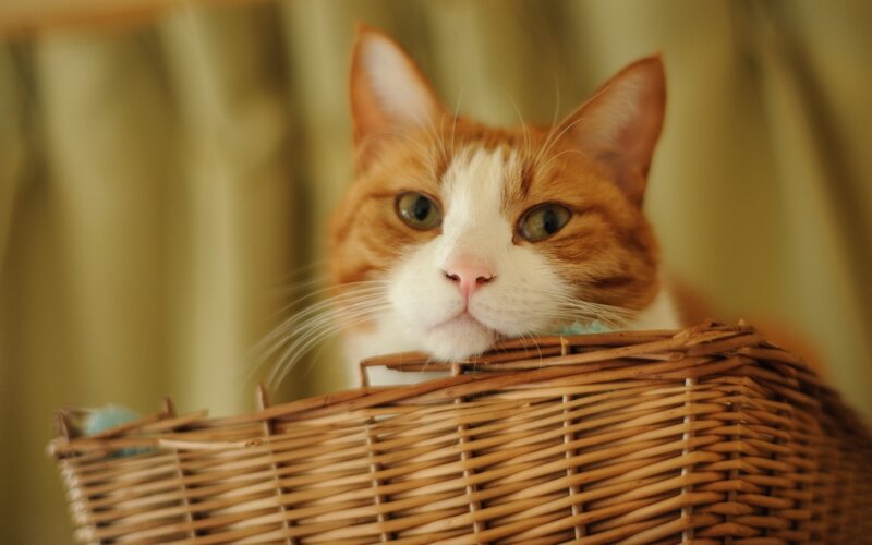 Orange and White Cat — Brown, Calm, Photograph, Basket