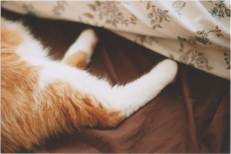 Orange and White Cat — Brown, Calm, Photograph, Blanket, Bed