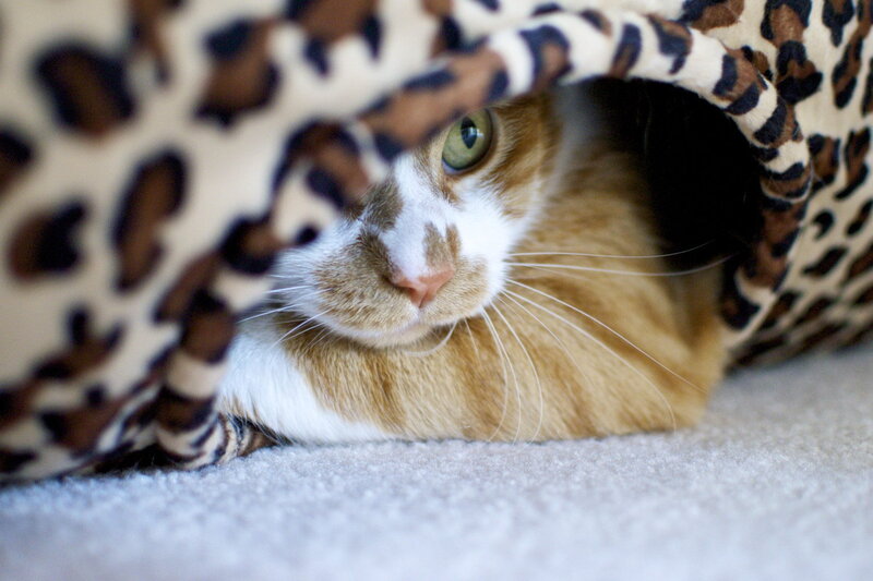 Orange and White Cat — Brown, Calm, Photograph, Blanket