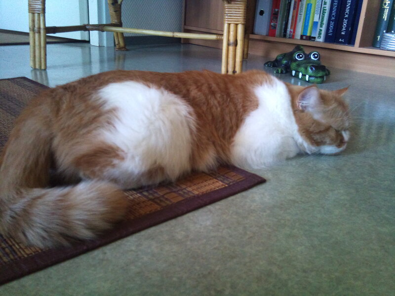 Orange and White Cat — Brown, Calm, Photograph, Bookshelf