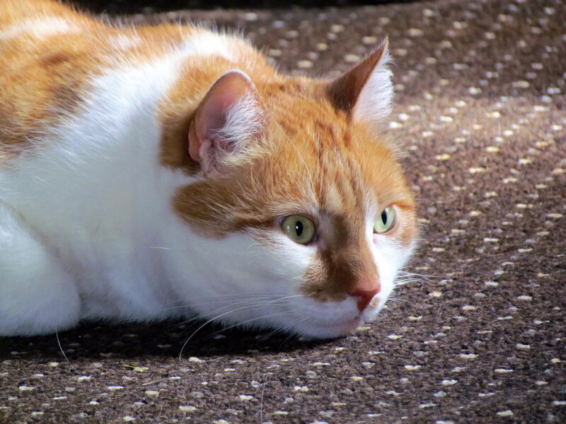Orange and White Cat — Brown, Calm, Photograph, Carpet