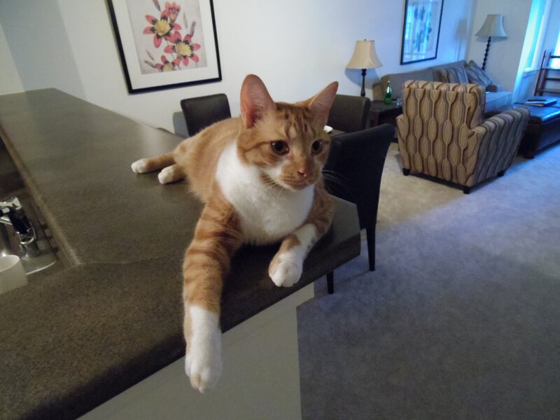 Orange and White Cat — Brown, Calm, Photograph, Counter