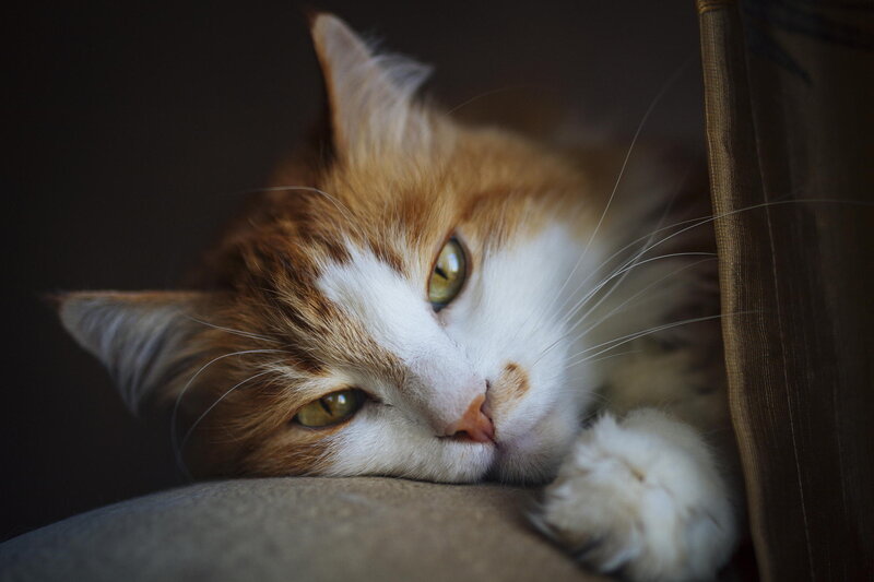 Orange and White Cat — Brown, Calm, Photograph, Cushion