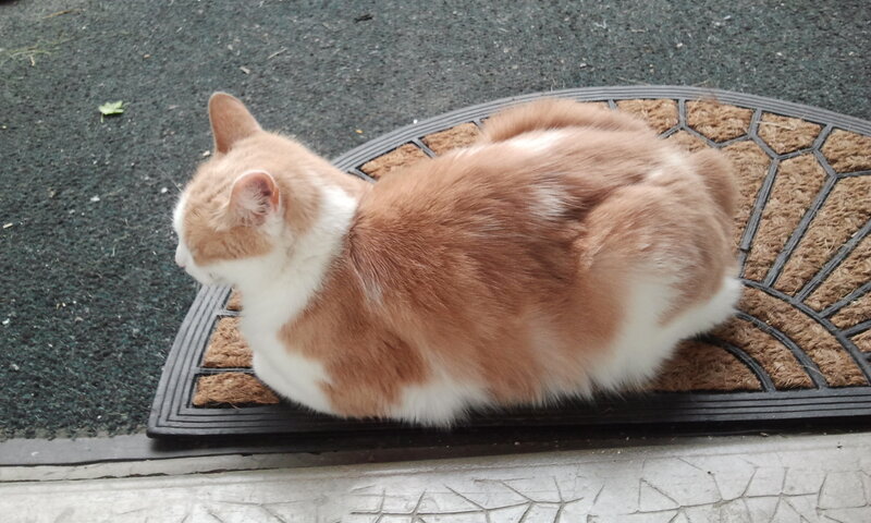 Orange and White Cat — Brown, Calm, Photograph, Doormat
