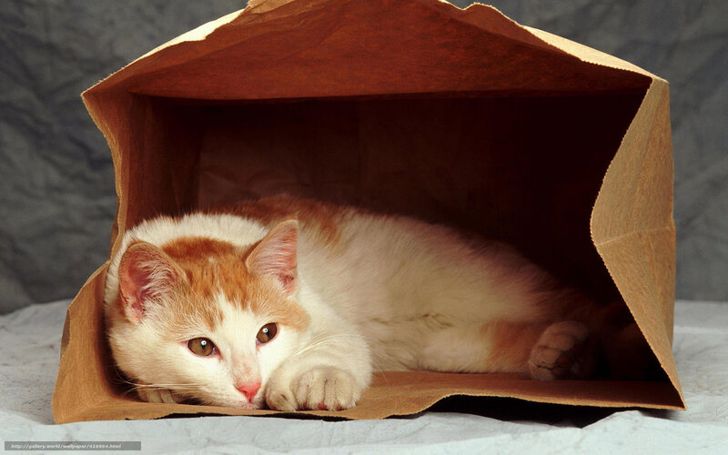 Orange and White Cat — Brown, Calm, Photograph, Paper Bag, Tablecloth