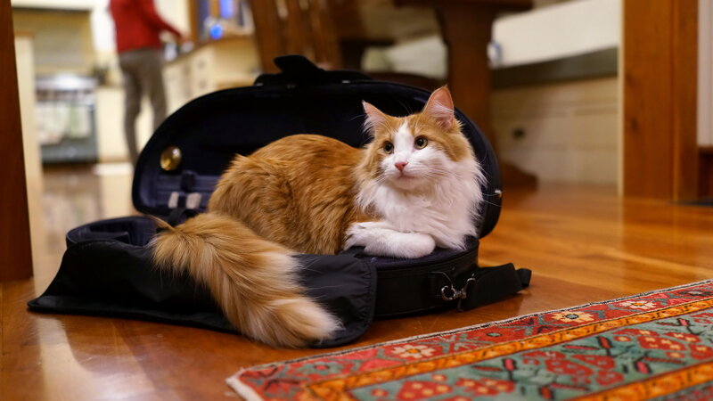 Orange and White Cat — Brown, Calm, Photograph, Suitcase