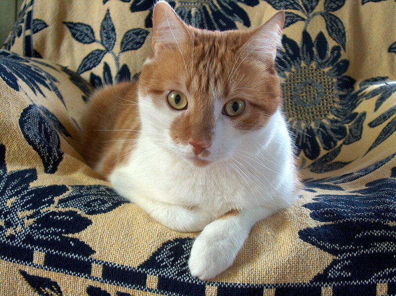 Orange and White Cat — Brown, Calm, Photograph