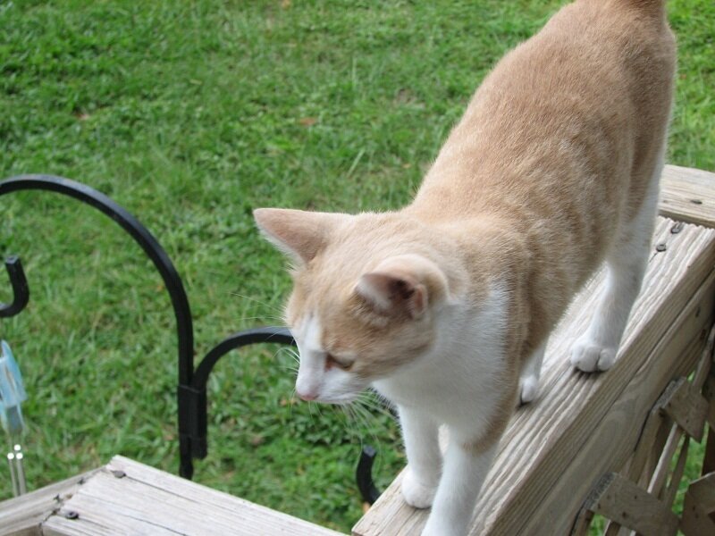 Orange and White Cat — Brown, Calm