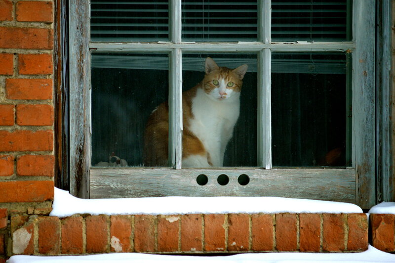 Orange and White Cat — Brown, Calm, Winter