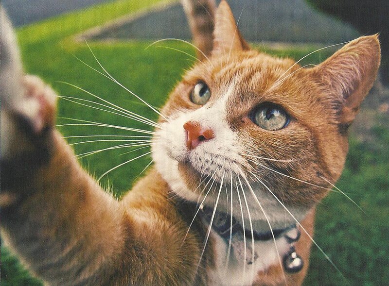 Orange and White Cat — Brown, Curious, Photograph, Collar
