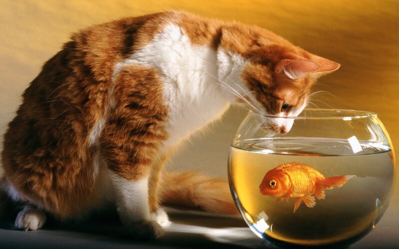 Orange and White Cat — Brown, Curious, Photograph, Goldfish