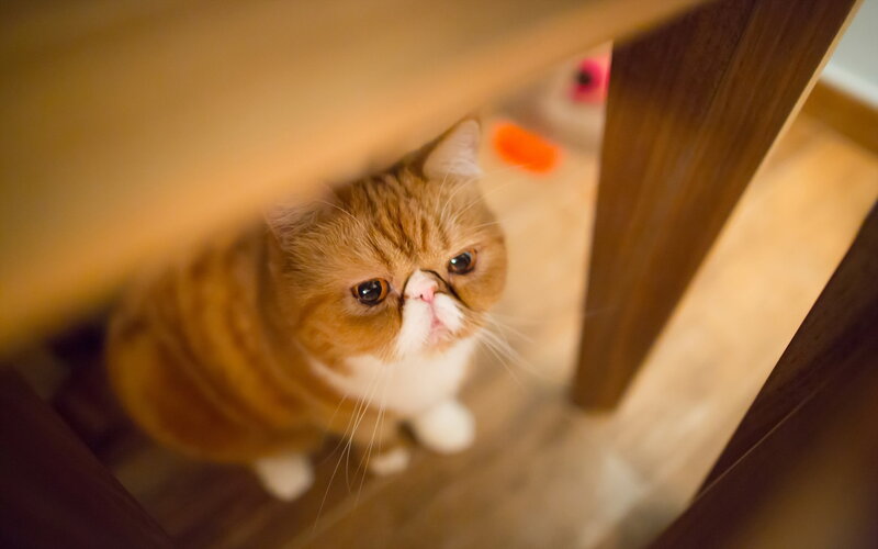 Orange and White Cat — Brown, Curious, Photograph, Table