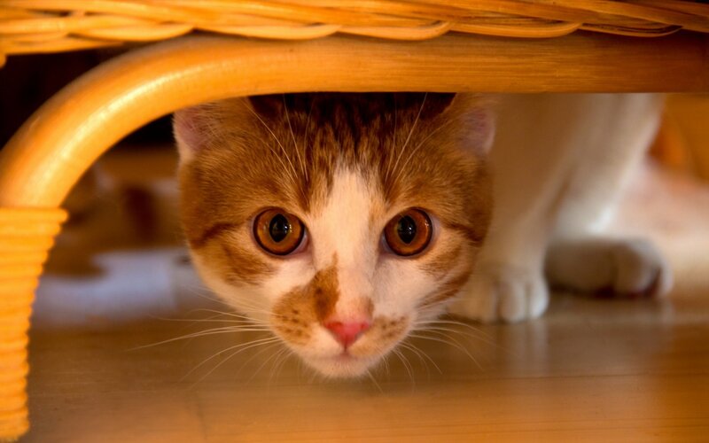 Orange and White Cat — Brown, Curious, Photograph